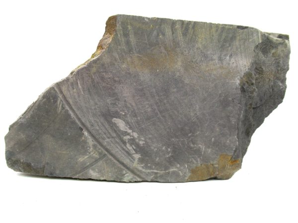 Carboniferous Fern from Germany #12 - Image 4