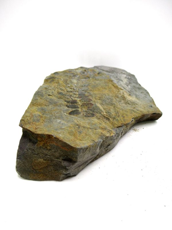 Carboniferous Fern from Germany #12 - Image 3