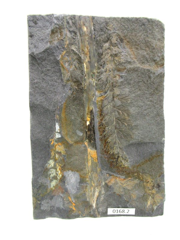 Carboniferous Fern from Germany #13 - Image 2