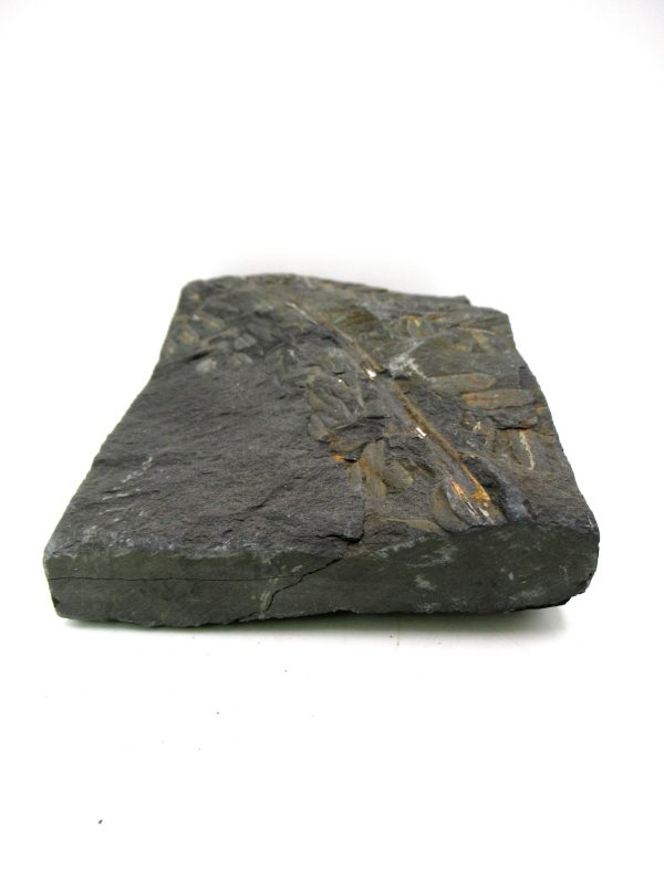 Carboniferous Fern from Germany #13 - Image 3