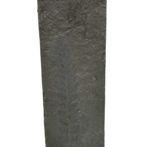Carboniferous Fern from Germany #14