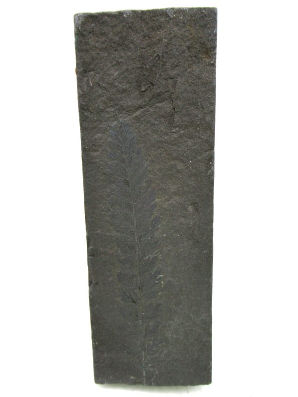 Genuine Carboniferous Fern for Sale from Germany #14