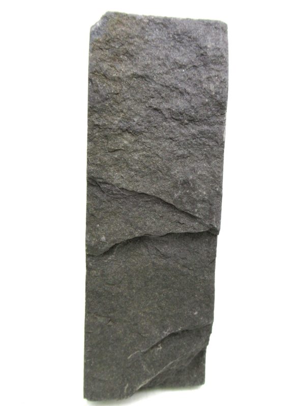 Genuine Carboniferous Fern for Sale from Germany #14a