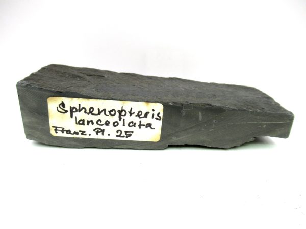 Genuine Carboniferous Fern for Sale from Germany #14b