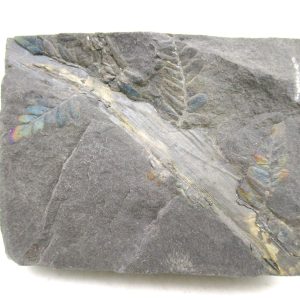 Carboniferous Fern from Germany #15
