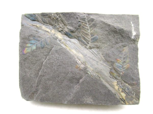 Carboniferous Fern from Germany #15