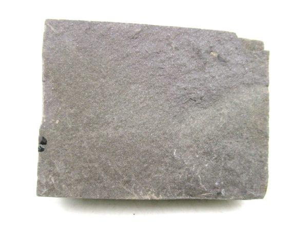 Carboniferous Fern from Germany #15 - Image 2