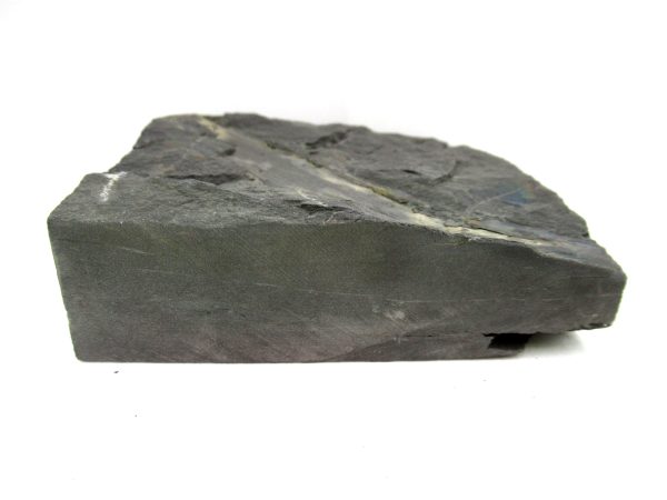 Carboniferous Fern from Germany #15 - Image 3
