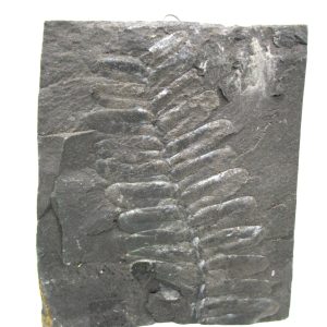 Carboniferous Fern from Germany #16