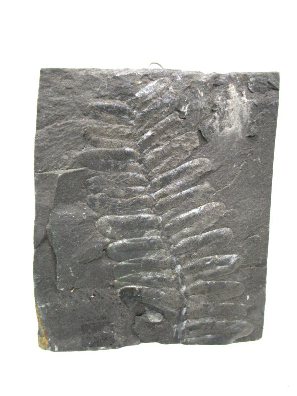 Carboniferous Fern from Germany #16