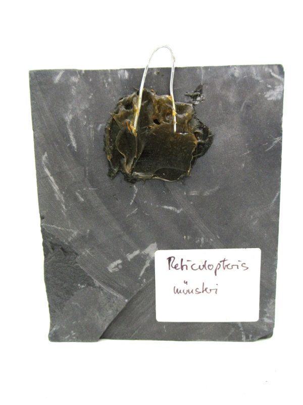 Carboniferous Fern from Germany #16 - Image 2
