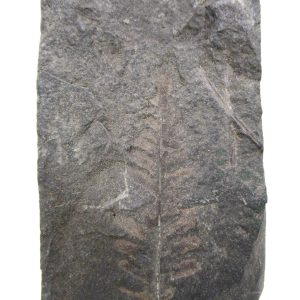 Carboniferous Fern from Germany #17
