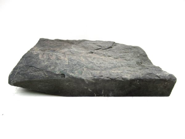 Carboniferous Fern from Germany #17 - Image 3