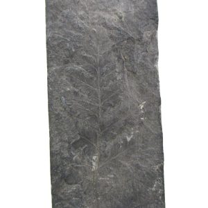 Carboniferous Fern from Germany #18