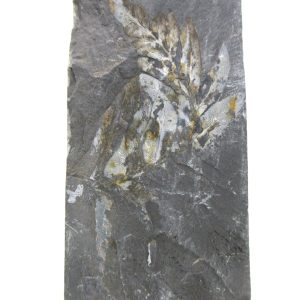 Carboniferous Fern from Germany #19