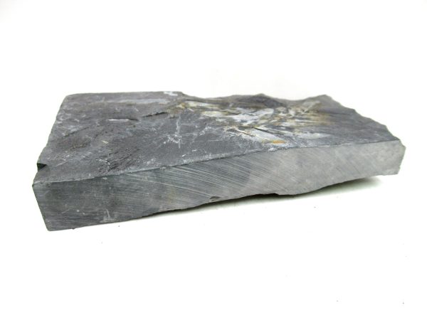 Carboniferous Fern from Germany #19 - Image 3