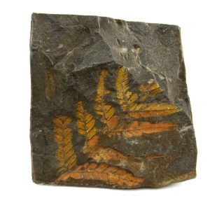 Carboniferous Fern from Germany #2