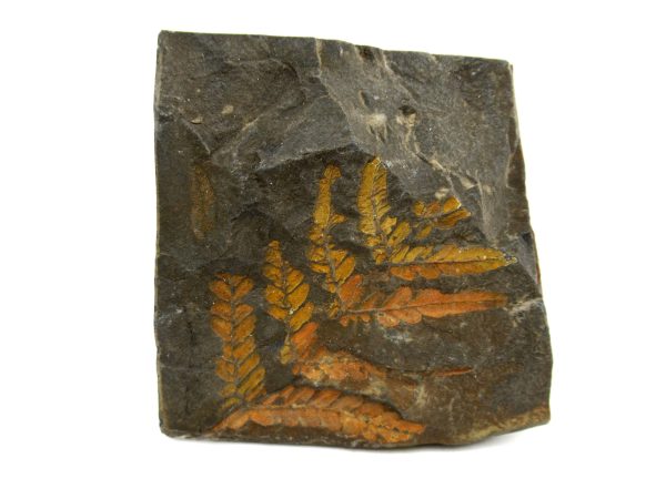 Carboniferous Fern from Germany #2