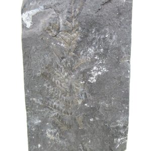Carboniferous Fern from Germany #20