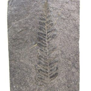 Carboniferous Fern from Germany #21