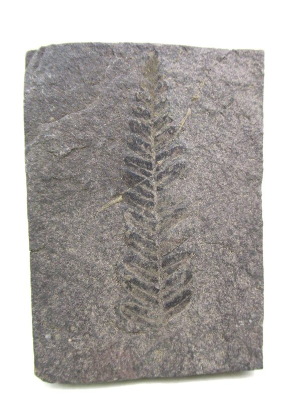 Carboniferous Fern from Germany #21