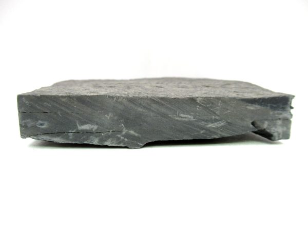 Carboniferous Fern from Germany #21 - Image 3