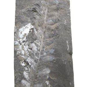 Carboniferous Fern from Germany #22