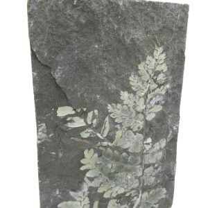 Carboniferous Fern from Germany #23
