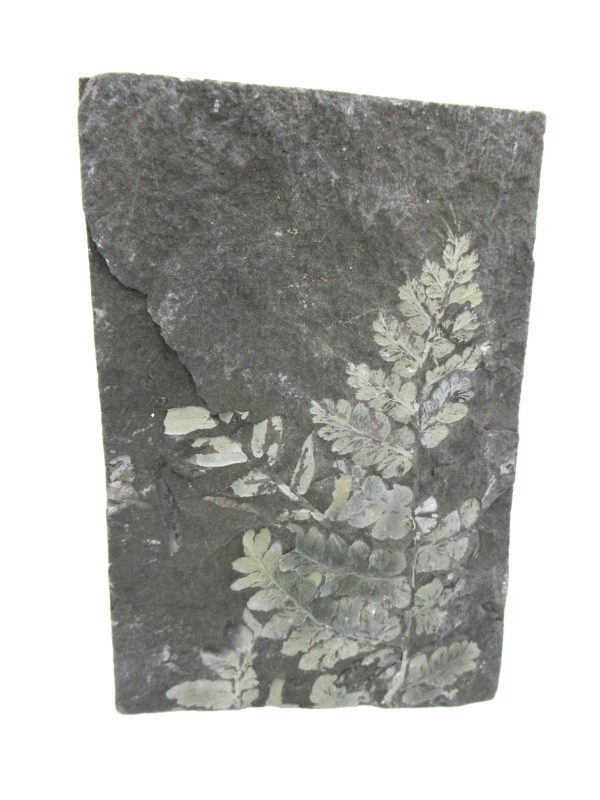Genuine Carboniferous Fern for Sale from Germany #23