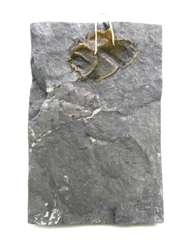 Genuine Carboniferous Fern for Sale from Germany #23a