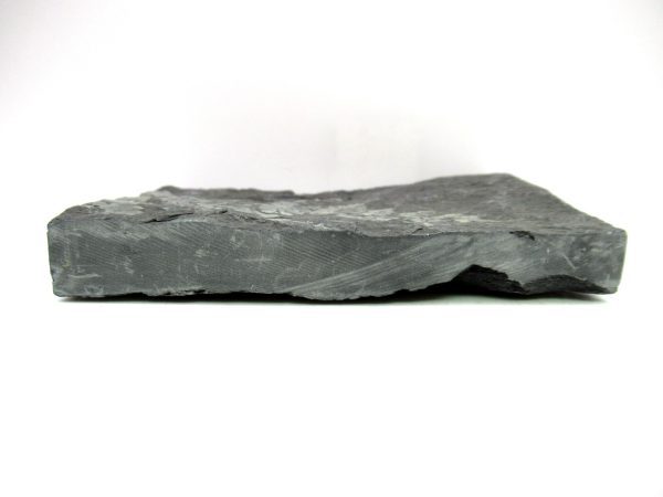Genuine Carboniferous Fern for Sale from Germany #23b