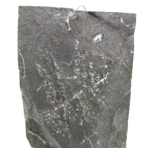 Carboniferous Fern from Germany #24