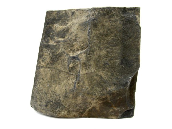 Carboniferous Fern from Germany #2 - Image 2