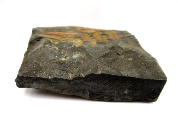 Carboniferous Fern from Germany #2 - Image 3