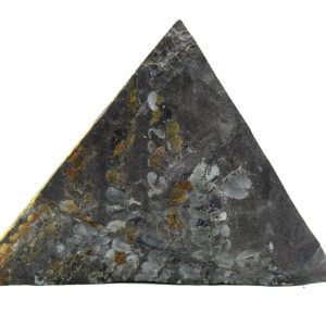 Carboniferous Fern from Germany #3