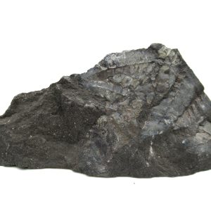 Carboniferous Fern from Germany #4