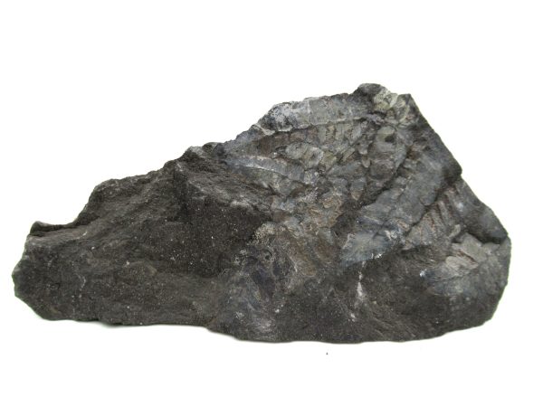 Carboniferous Fern from Germany #4