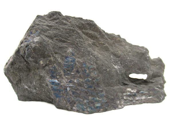 Carboniferous Fern from Germany #4 - Image 4
