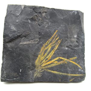 Carboniferous Fern from Germany #5