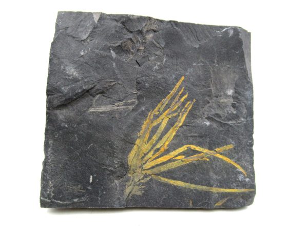 Carboniferous Fern from Germany #5