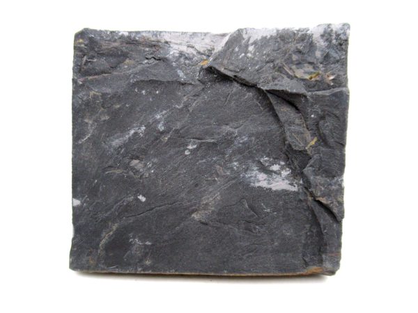 Carboniferous Fern from Germany #5 - Image 3