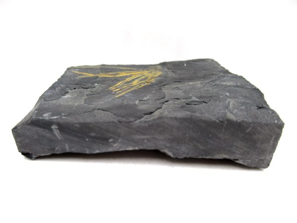 Carboniferous Fern from Germany #5 - Image 4