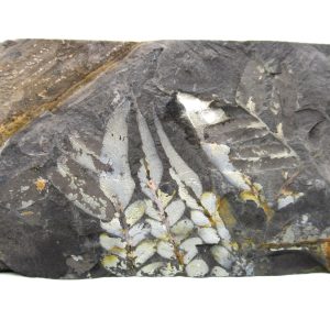 Carboniferous Fern from Germany #6