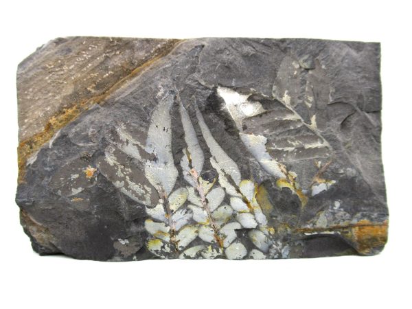 Carboniferous Fern from Germany #6