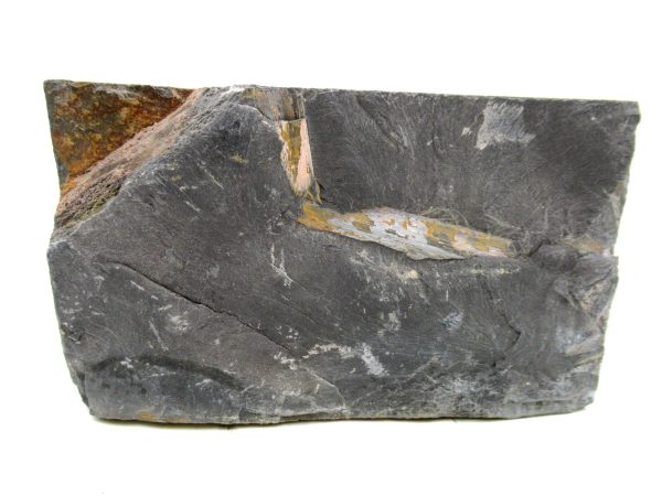 Carboniferous Fern from Germany #6 - Image 2
