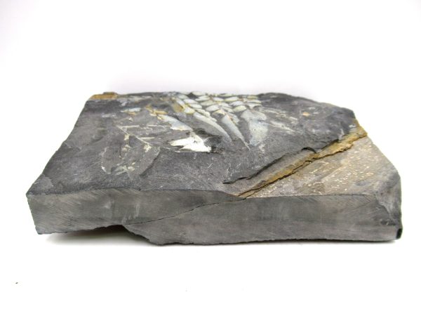 Carboniferous Fern from Germany #6 - Image 3