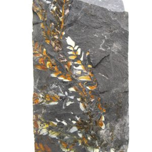 Carboniferous Fern from Germany #7
