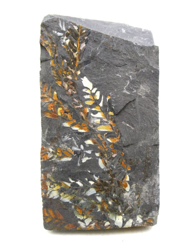 Carboniferous Fern from Germany #7