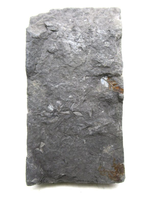 Carboniferous Fern from Germany #7 - Image 2