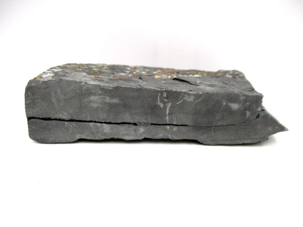 Carboniferous Fern from Germany #7 - Image 3
